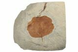 Fossil Leaf (Zizyphoides) - Montana #188664-1